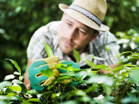 Gardeners Woodford Green supporting tidy and balanced garden design