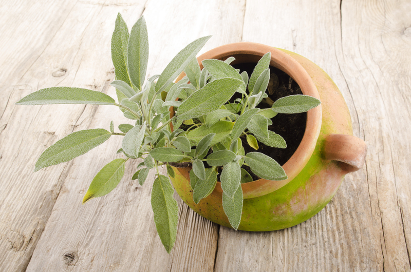 garden outdoor space