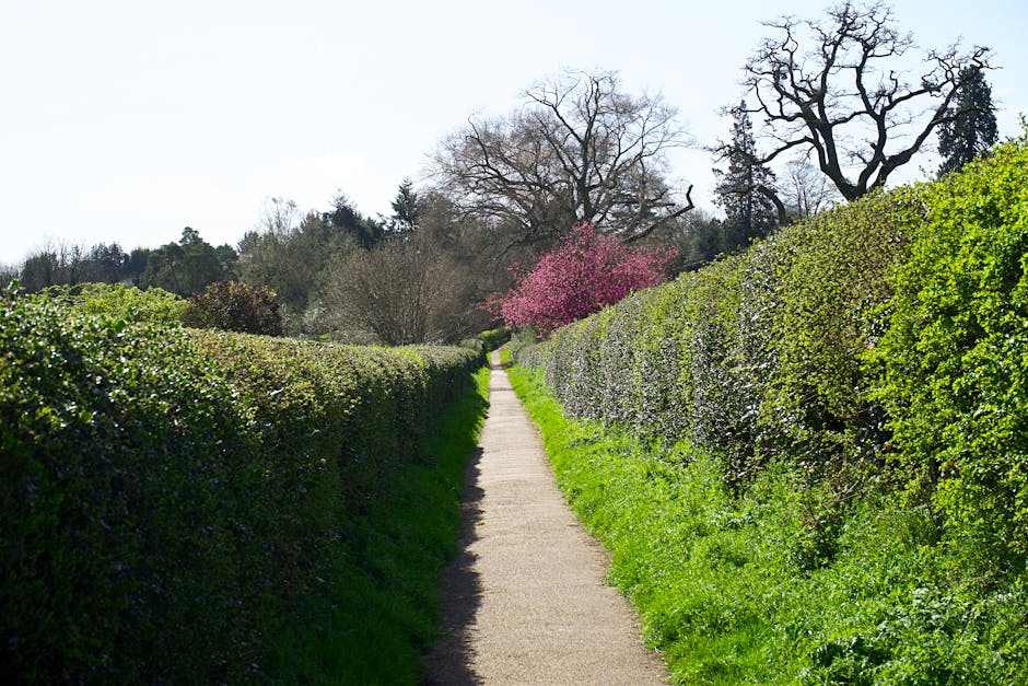 A well-maintained garden scene featuring a lush, green lawn with neatly trimmed grass in the foreground. On the left and right sides, there are small trees with dense, bright green foliage, framing th