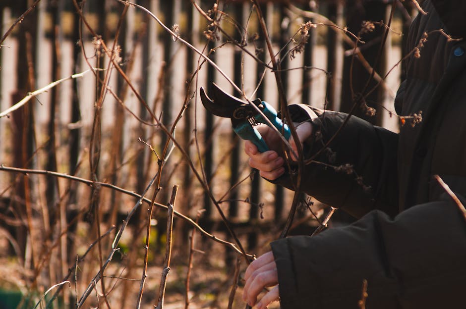 A person wearing a dark jacket is trimming or pruning bare, leafless branches of a shrub or hedge using a pair of garden pruning shears with blue handles. The garden features a neatly maintained borde