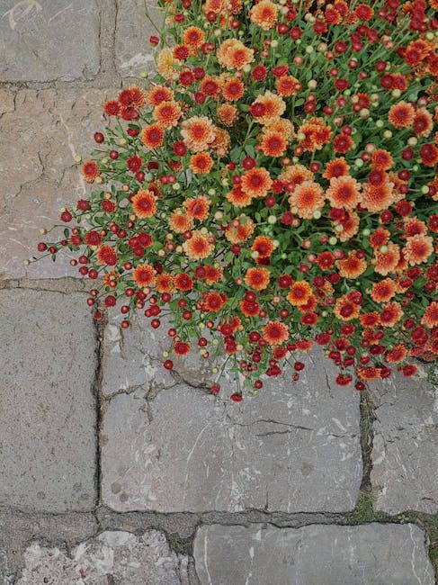 A vibrant cluster of small, round chrysanthemums with densely packed petals in shades of orange, yellow, and red, blooming amid glossy green leaves. The flowers spill over the edge of a paved stone pa