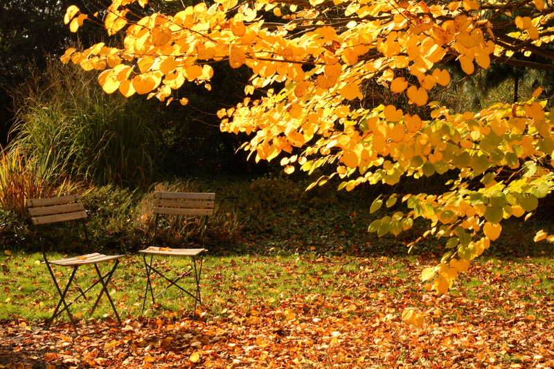 Garden Lawn